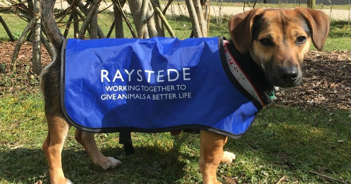 Dogs and fireworks Raystede Centre for Animal Welfare