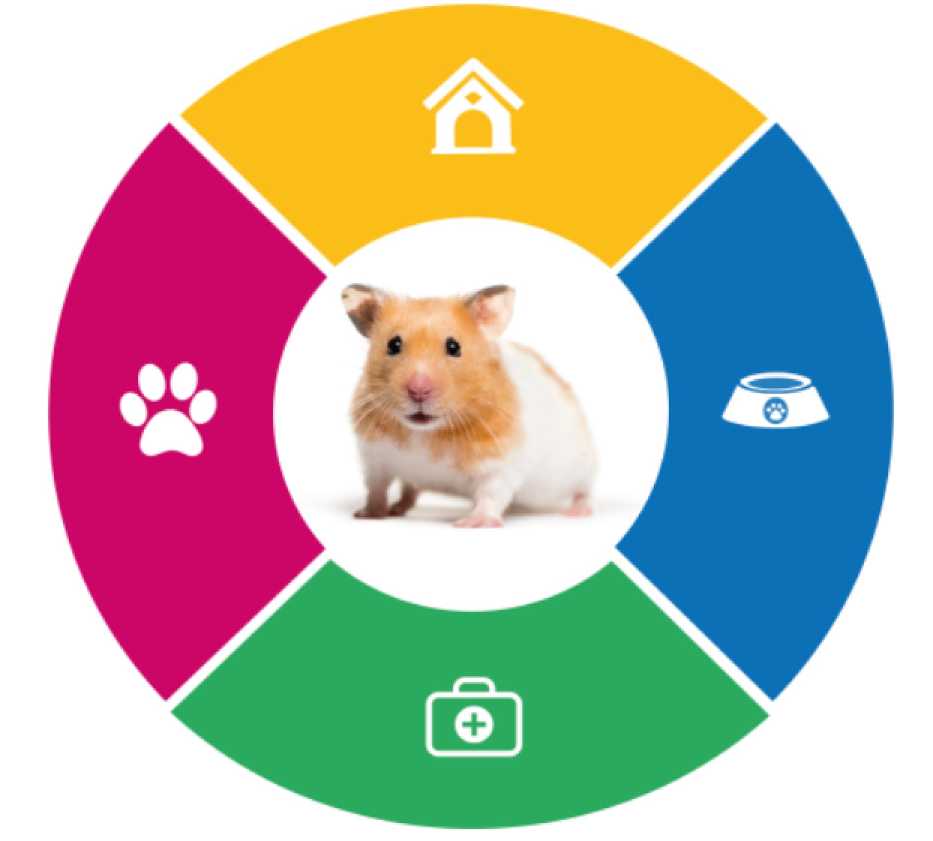 Hamster care guide Raystede Centre for Animal Welfare