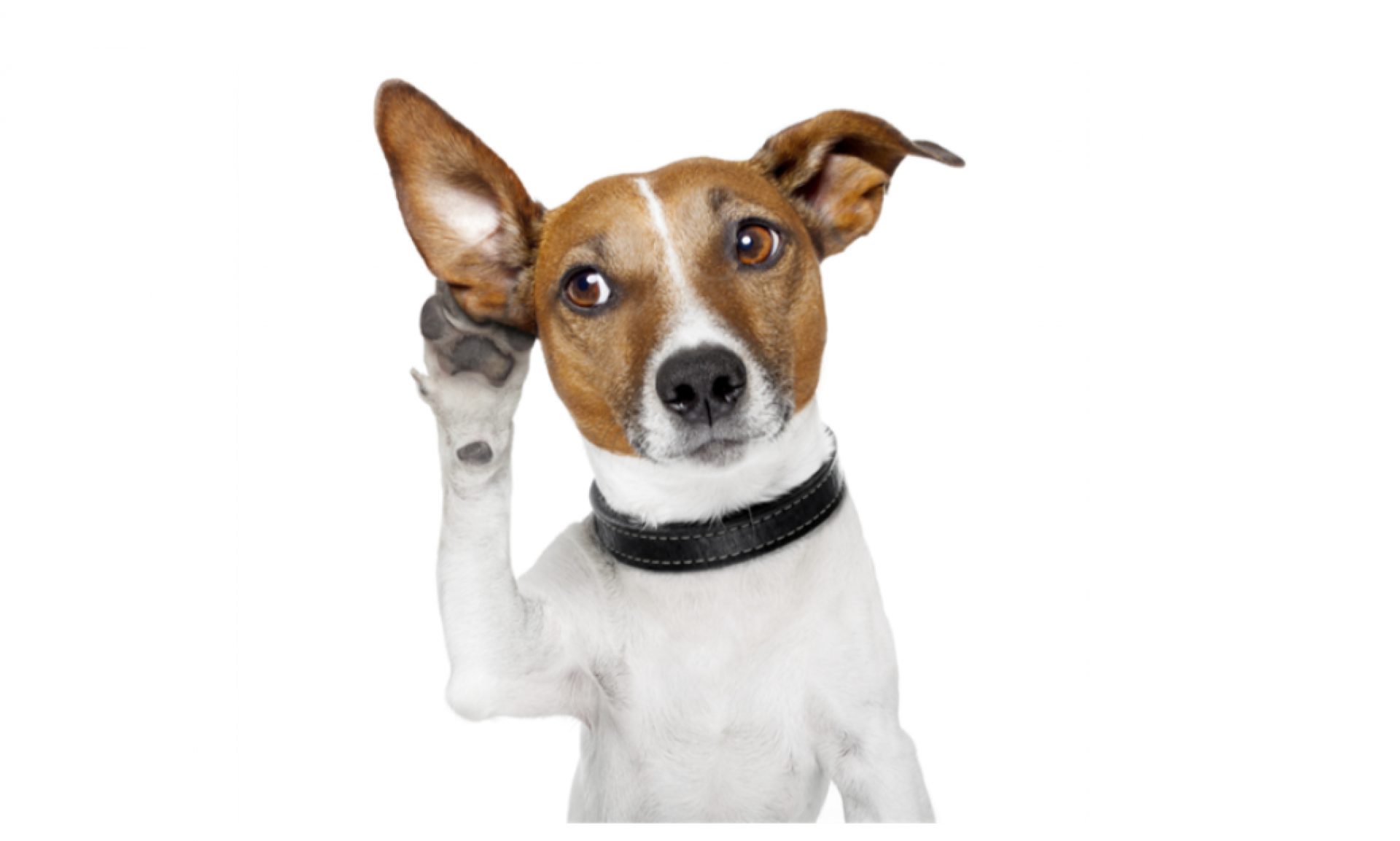 Learn to speak dog! - Raystede Centre for Animal Welfare