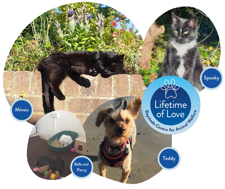 Lifetime of Love - Raystede Centre for Animal Welfare