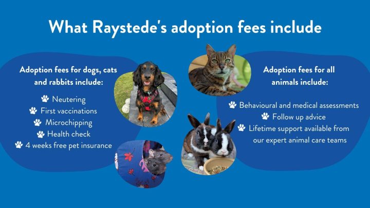 Adopt an animal - Raystede Centre for Animal Welfare